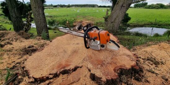 tree felling in christchurch and canterbury