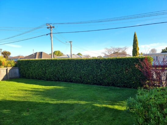 hedge trimming services in christchurch