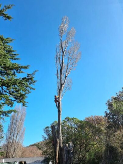 arborists in christchurch and rangiora and canterbury